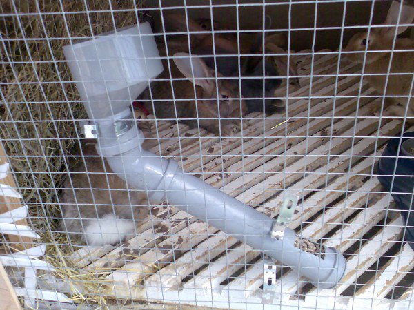 Бункерные кормушки для кроликов фото
